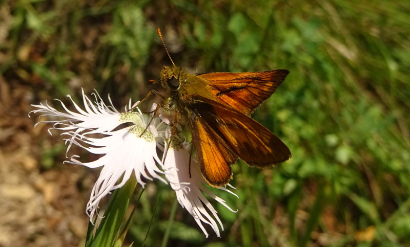 Thymelicus lineola? - No, Ochlodes sylvanus